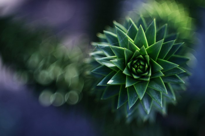 Close-up of a green succulent plant with bokeh background