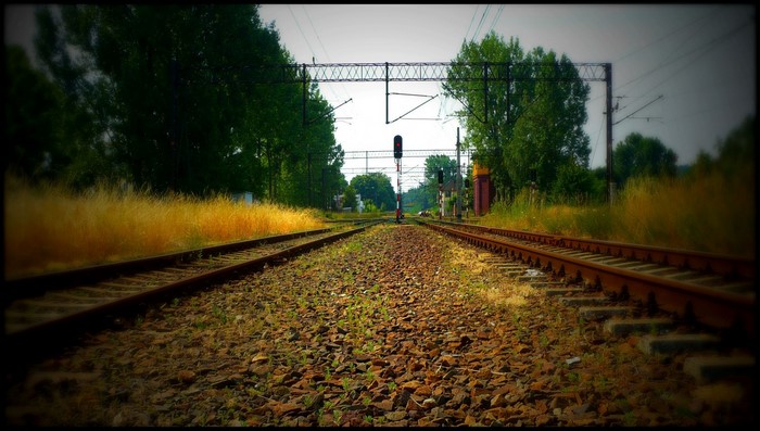 Train tracks with signal light and trees