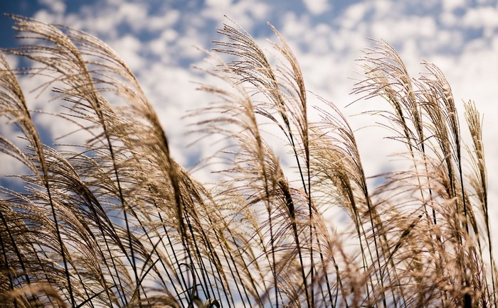 Tall grass blowing in the wind against a cloudy sky