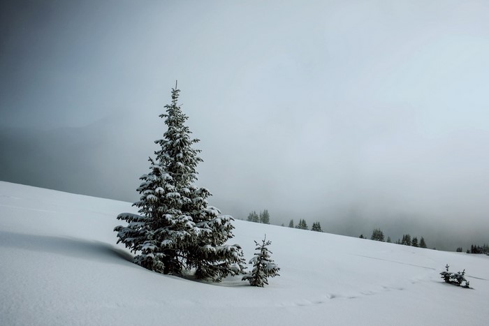 Snow-covered trees on a foggy winter mountain slope