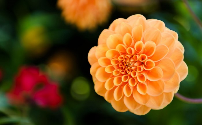 Orange Dahlia flower with blurred background
