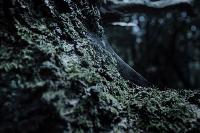 Mossy tree trunk with spiderweb in dark forest