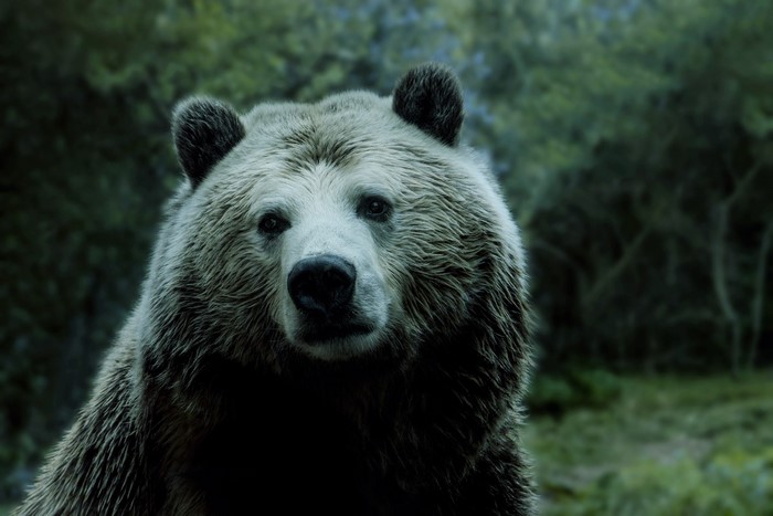 Close-up of a Grizzly Bear in a Forest