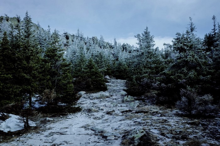 Winter forest landscape with snow-covered trees and rocky trail