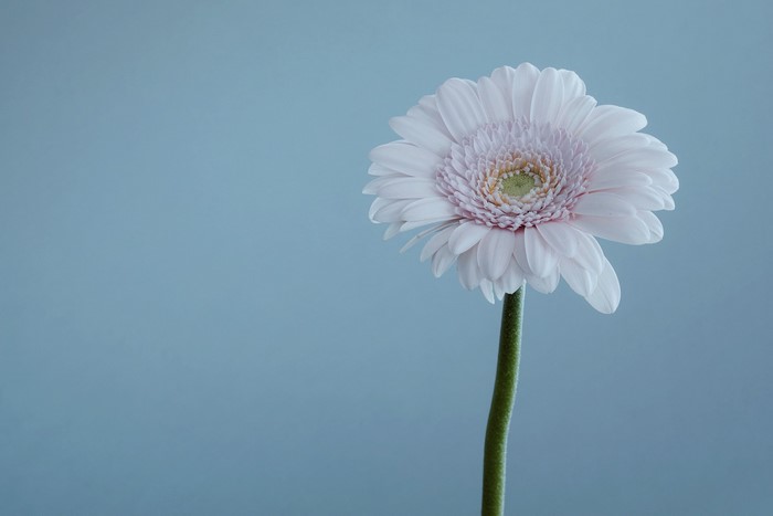 Pale pink Gerbera daisy against a blue background