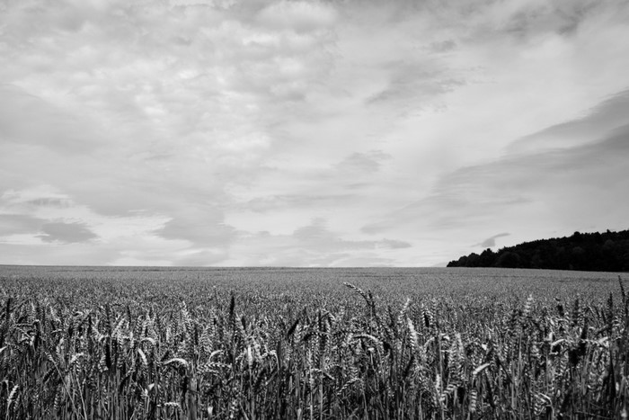 Monochrome field of wheat under a cloudy sky