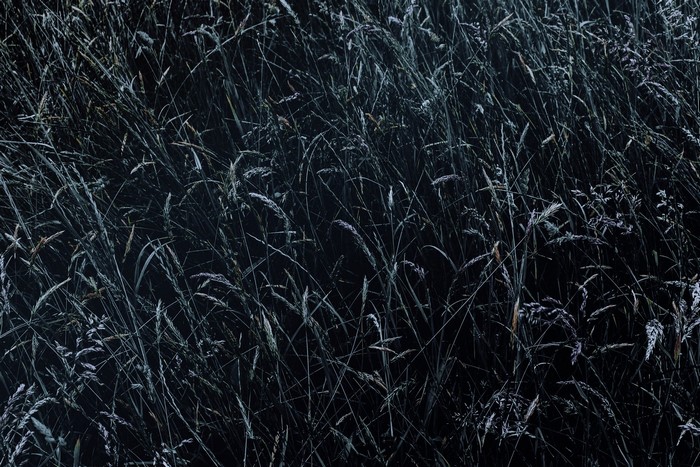 Darkness and frost on tall grass