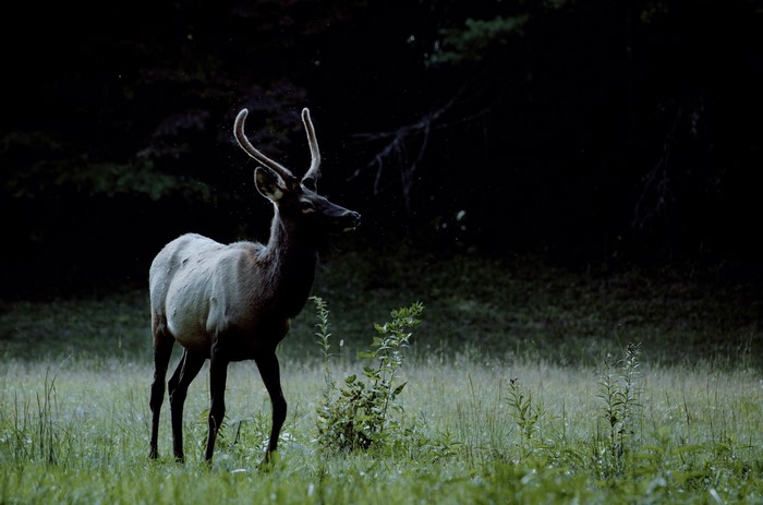 Elk standing in a grassy field at dusk