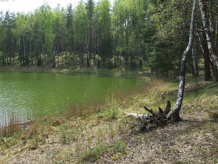 Forest lake with birch trees and fallen log