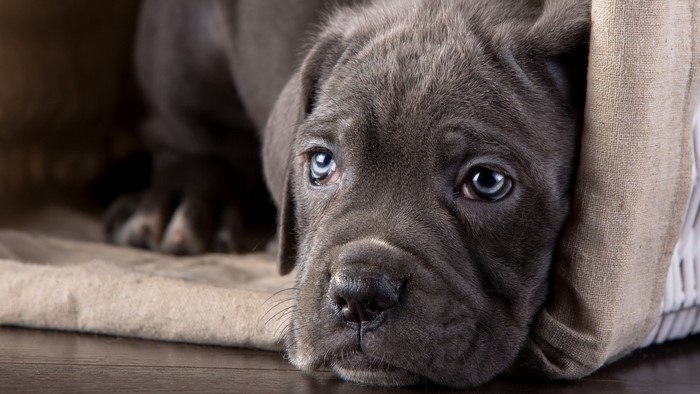 Cane Corso puppy with blue eyes peeking out of a basket