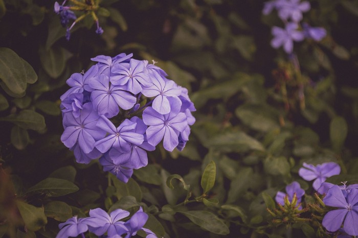 Close-up of purple plumbago flowers with green foliage