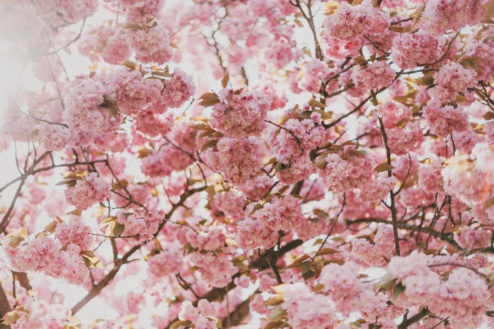 Pink cherry blossoms on branches in spring