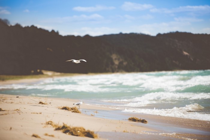 Seagulls flying and standing on a sandy beach with waves and a forest hill