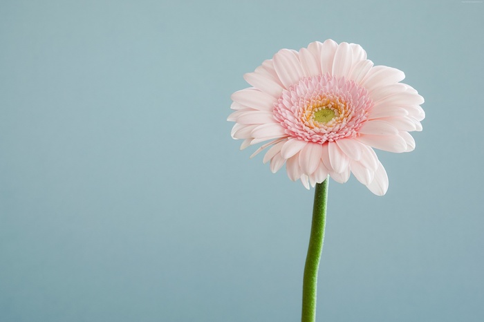 Pink Gerbera Daisy Flower 4K