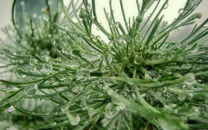 Close-up of green plant with water droplets