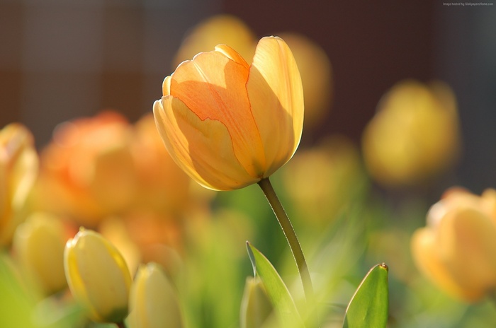 Yellow tulips in sunlight