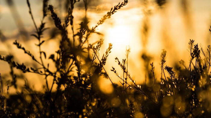 Silhouette of plants against a golden sunset