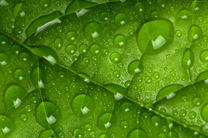 Green leaf with water drops 4K
