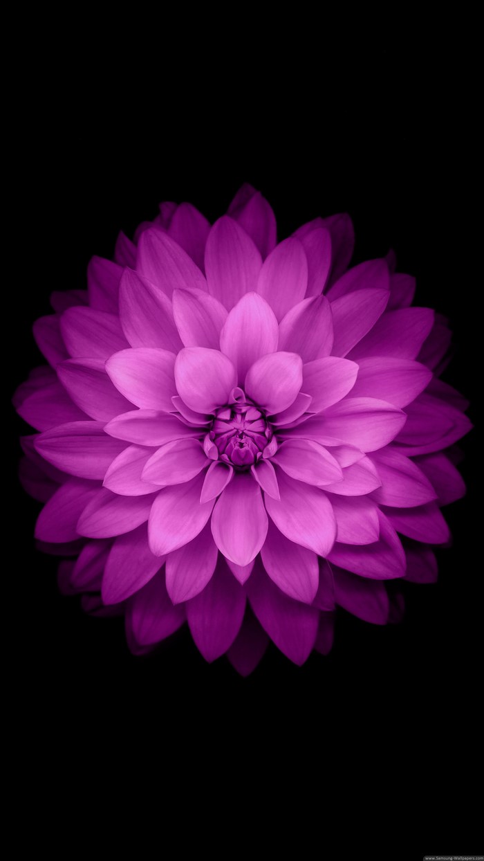 Purple Dahlia flower with black background
