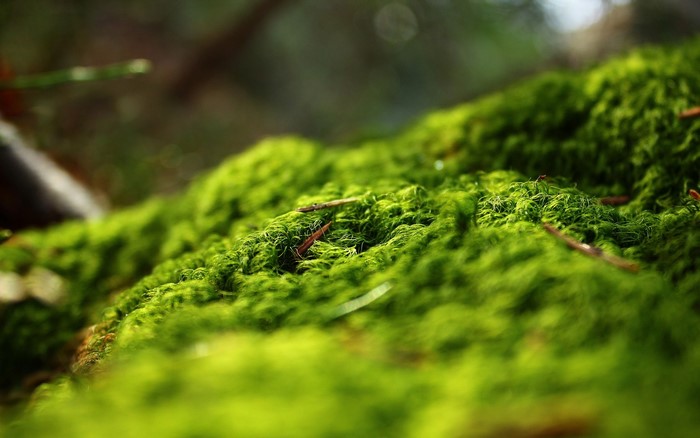 Close-up of green moss with twigs in a forest
