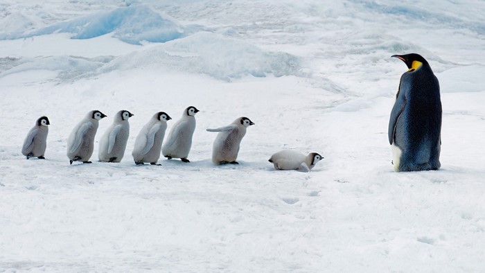 Emperor Penguin with Chicks on Snowy Ice