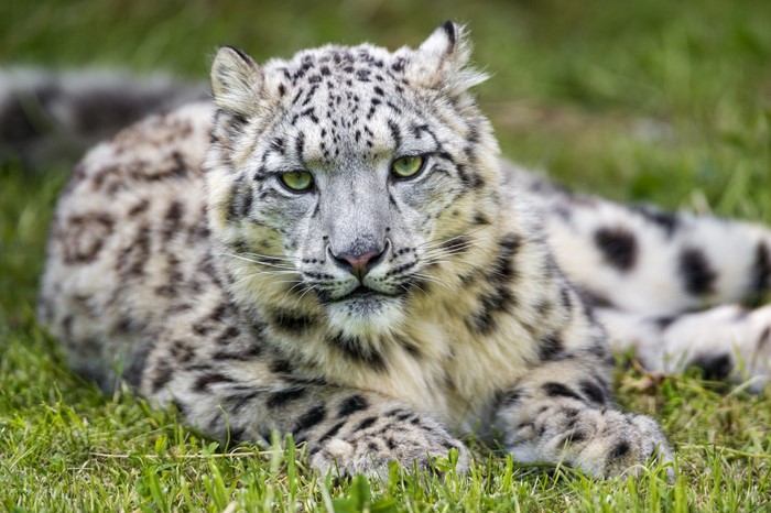 Snow leopard lying on green grass