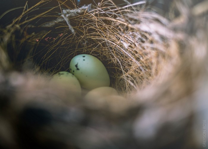 Bird nest with speckled eggs