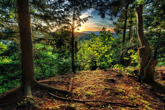 Sunlight filtering through a forest landscape at sunrise