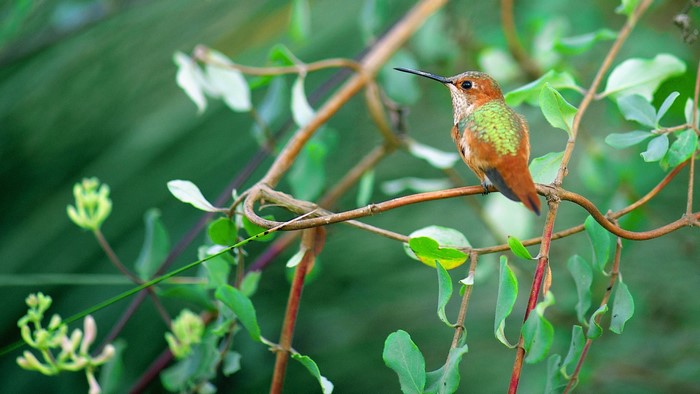 Hummingbird perched on a branch with green leaves