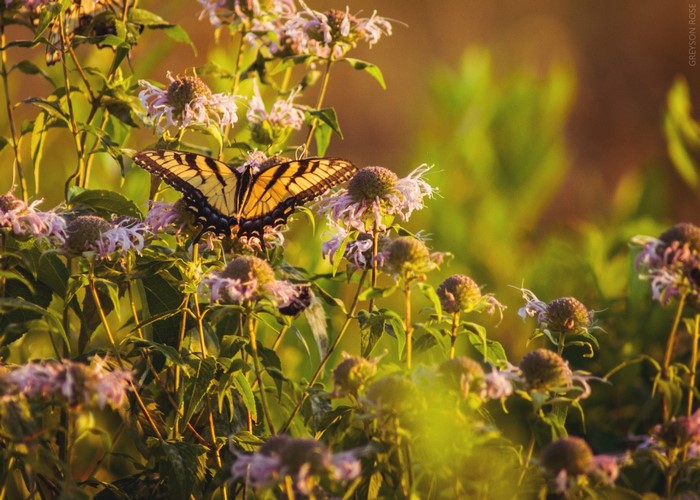 Yellow butterfly on purple flowers in a garden