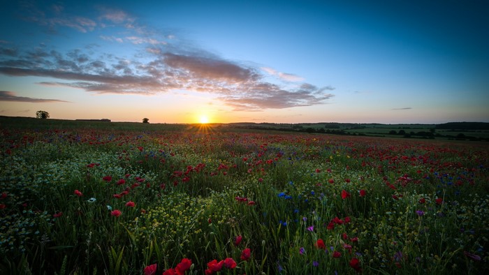 Field of poppies at sunset with sunburst