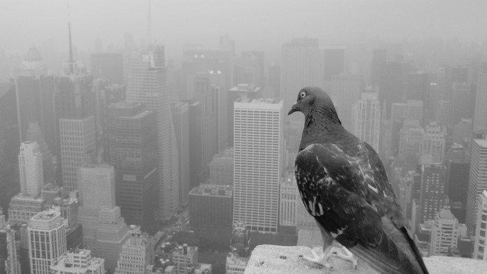 Pigeon perched on a building overlooking a foggy cityscape
