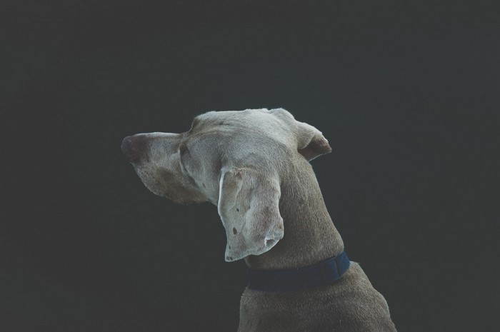 Weimaraner dog with blue collar looking away