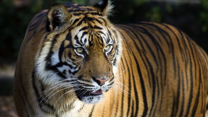 Close up of a tiger with black stripes