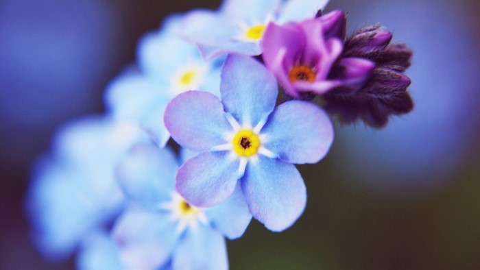 Close-up of blue and purple forget-me-not flowers