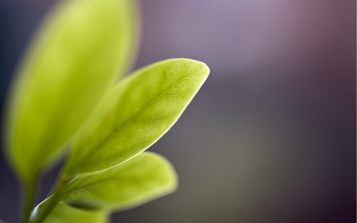 Close-up of bright green leaves with blurred background