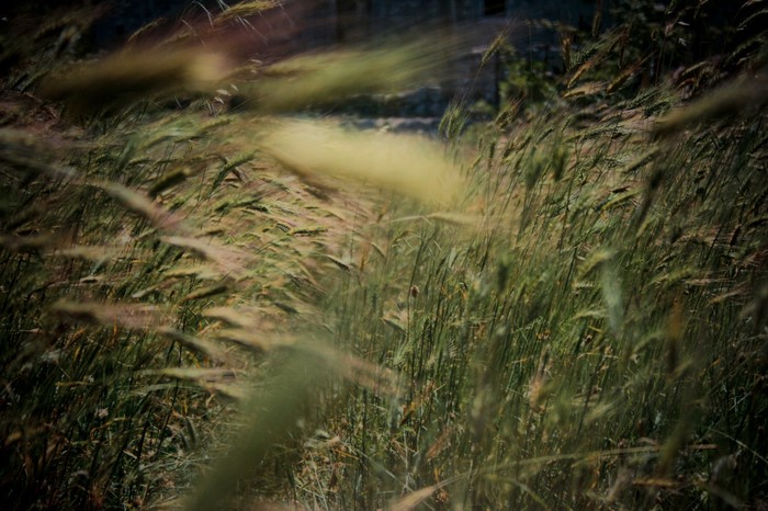 Windy field of grass with building in background