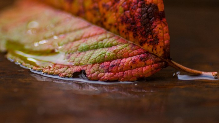 Close up of a wet autumn leaf with water droplets