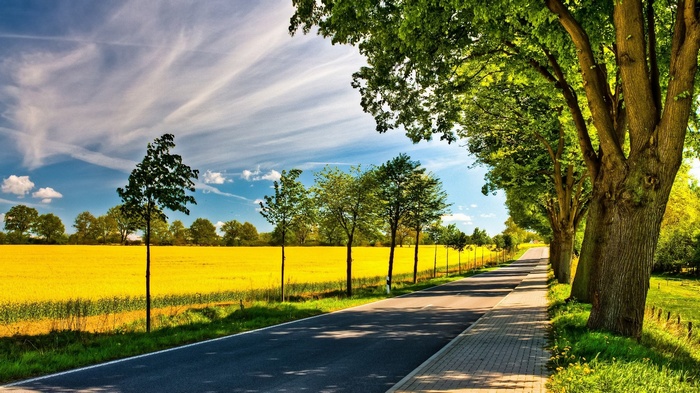 Road lined with trees next to a yellow field