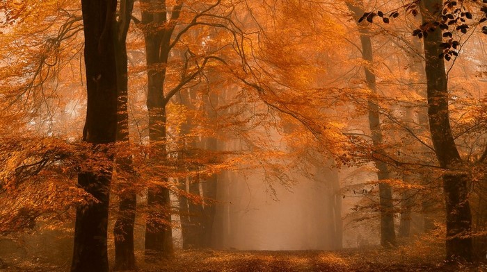 Autumn forest path with amber leaves and mist