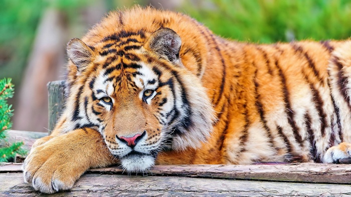 Tiger resting on wooden planks