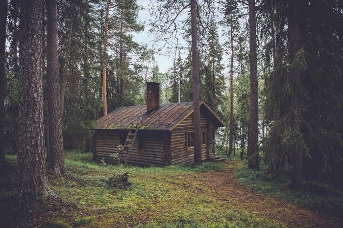 Log cabin in a dense forest with a ladder