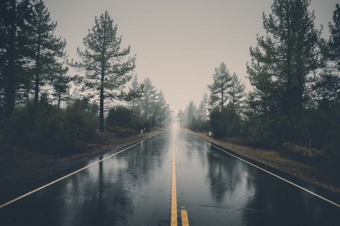 Wet Road Through a Forest on a Foggy Day