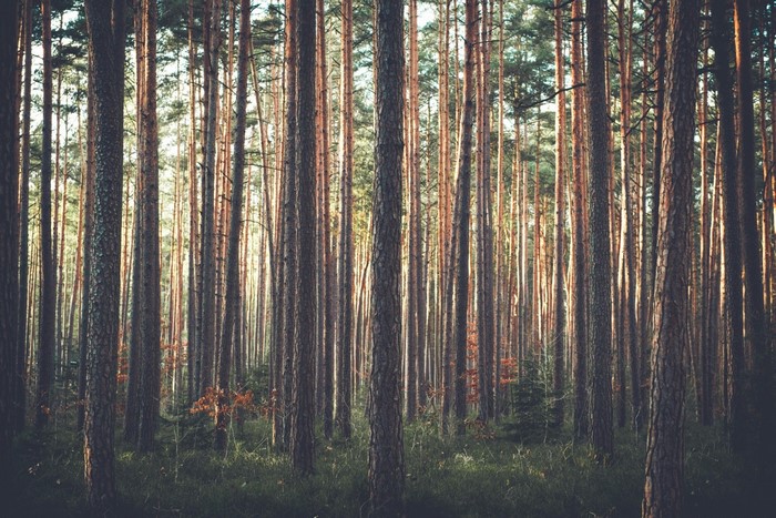 Sunlight filtering through a dense pine forest
