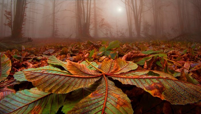 Autumn forest floor with fallen leaves and mist