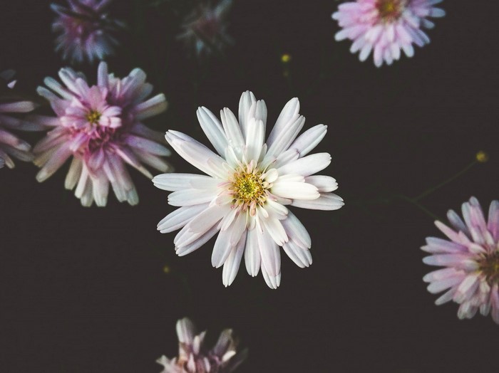 Close-up of white and pink aster flowers on dark background