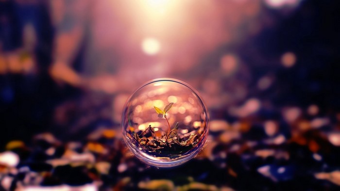 Plant growing inside a bubble with bokeh background