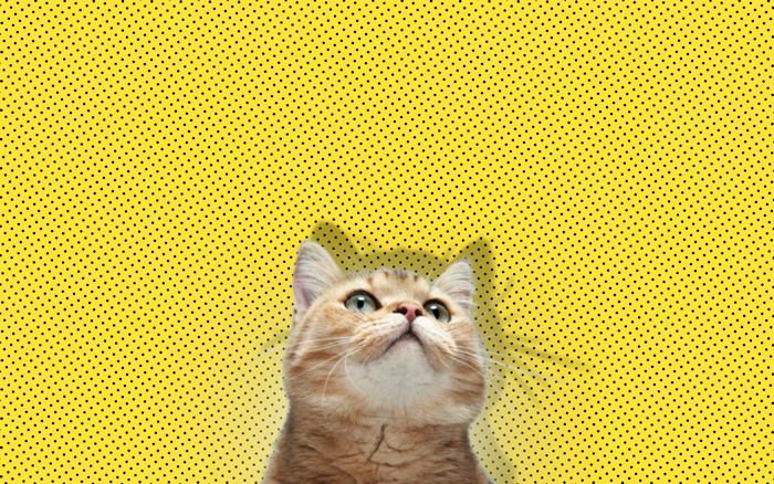 Cat looking up against a yellow polka dot background