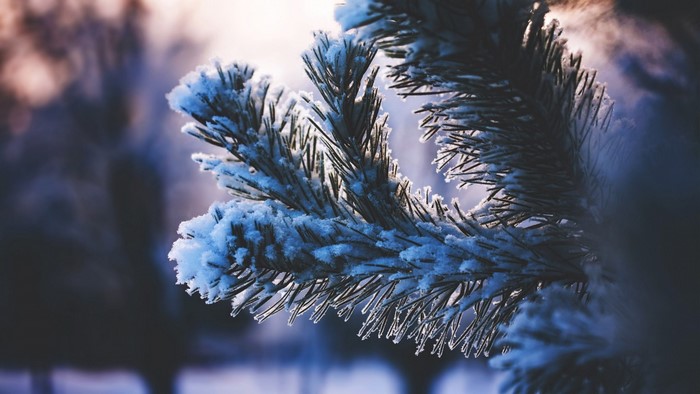 Close up of a snow-covered pine branch in winter