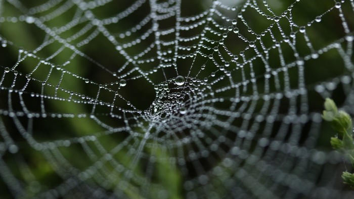 Close-up of a spider web covered in dew drops